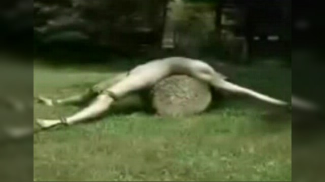 BDSM- ,  